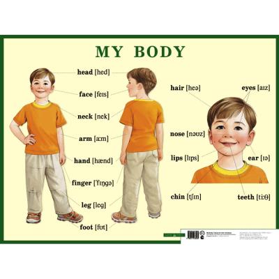 Строение тела человека. My body.  38460 