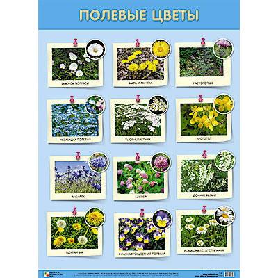 Плакат. Полевые цветы 835-6