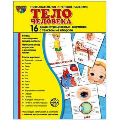  Тело человека Демонстрационный  материал 12966