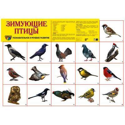 Демонстрационный плакат Зимующие птицы