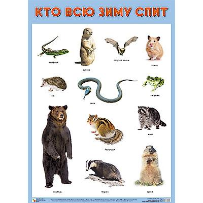 Плакат  Кто всю зиму спит