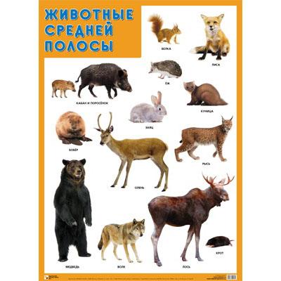 Плакат Животные средней полосы