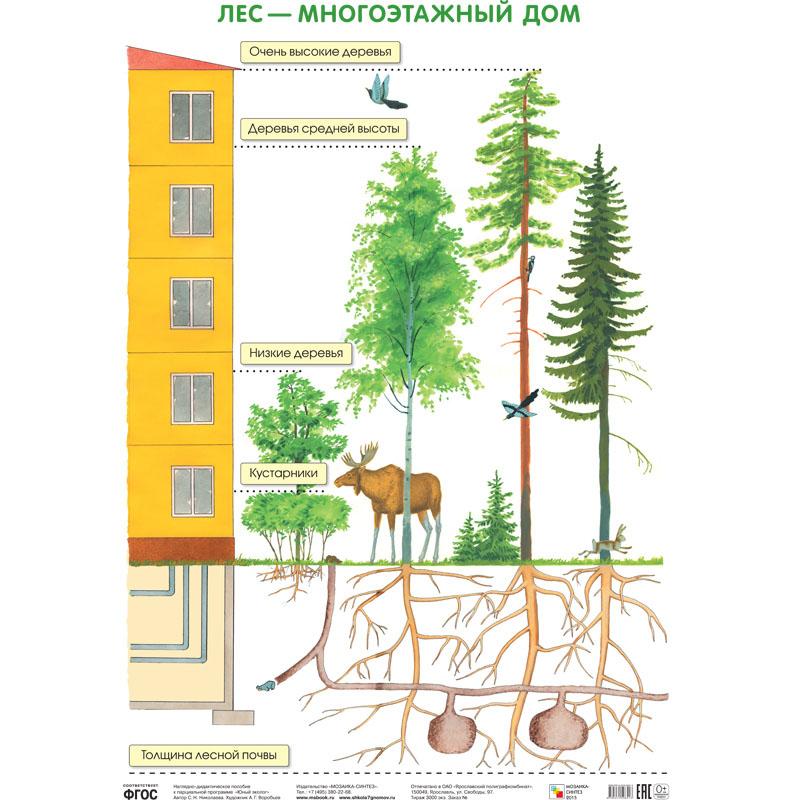 Лес — многоэтажный дом МС10641