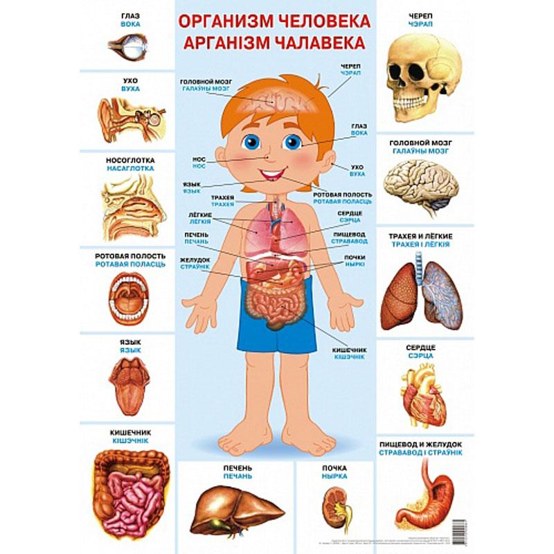 Организм человека. Плакат