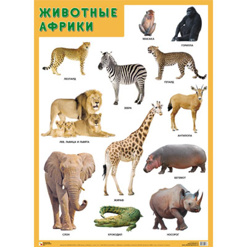 Плакат Животные Африки